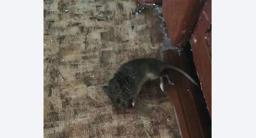 Дезинфекция от мышей в Южнопортовом районе Москвы