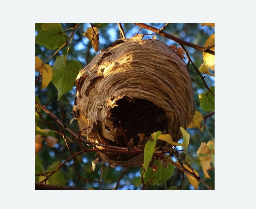 Обработка от шершней в Южнопортовом районе Москвы