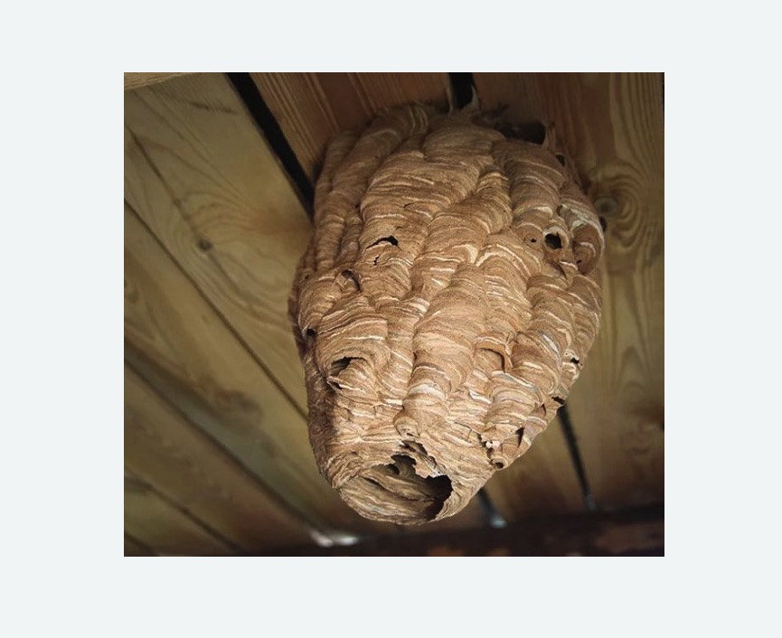 обработка от шершней в Южнопортовом районе Москвы