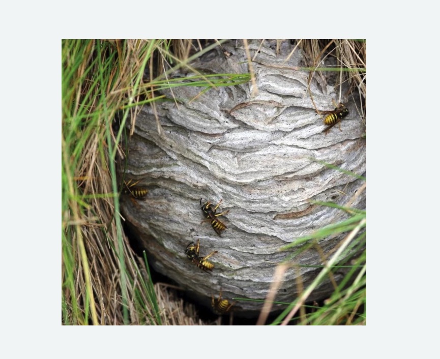 Уничтожение ос и ульев Уничтожение ос и ульев в Южнопортовом районе Москвы